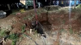 Wild buffaloes rescued from 60ft (18m) well in lengthy operation in India