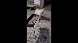 This dog always poses like this in front of the meat.. That you're ready to eat meat.