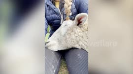 Jamie and Ted are two sheep who LOVE to cuddle with their guardian