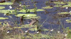 Comb-crested Jacana father keeps an eye out as his gangly, long-toed chicks feed