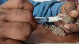 Indian man rescues baby squirrels after they are found in a precarious nest