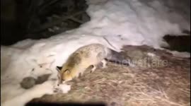 Dark night mountaineer meet a wild fox in the forest.