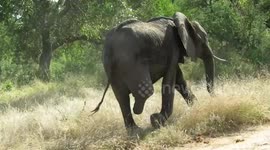 Elephant walking on three legs spotted in Kruger National Park