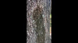 Hilarious 8-year-old performs beatbox for mass of caterpillars in South Carolina