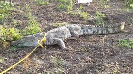 A 300 kg crocodile  that was straying into  human settlements was rescued and left in the a river that was near a forest area