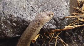 Rescuers outwit cobra stubbornly hiding inside burrow in India