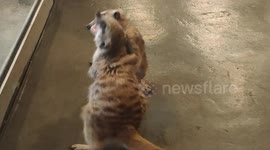 Adorable play-fight between two pet meerkats at pet cafe Malaysia