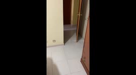 Flying cat wants to have siesta