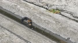 Plucky stray cat named Sushi survives bite from deadly cobra