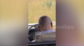 Male elephant leaves tourists in giggles with his bulging ‘fifth leg’