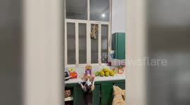 Terrified cat clings on the wall like a spider to avoid three guard dogs below