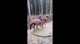 Horse in Germany has hilarious way to cross a pond