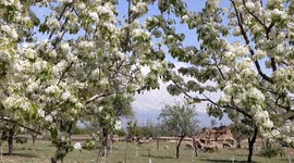 Spring wraps its splendid colours as pear orchards with fresh blossom in Northern India