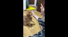 A very smart and cute cat gives a high five