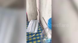 Cheeky wild lizard tries to steal woman’s face mask in Thailand