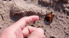 A butterfly got stuck in the middle of a highway, I took it further from the road.