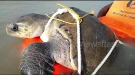 A Shore  loving tortoise it was rescued twice  was left in the sea twice in India