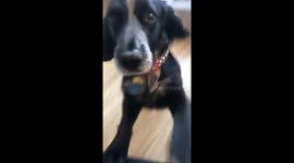 My dog trying to distract me whilst working from home because he wants attention