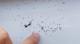 Old PSP macro lens, tiny dark winged fungus gnats through DIY macro lens in an apartment.