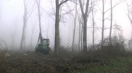 Deforestation caused by foreign logging companies in Vojvodina, Serbia