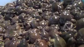Heavy rain leads to bumper crop of wild frogs to eat in Thailand