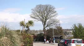 Two friends are holding a sit-down protest to save the only large tree on their road