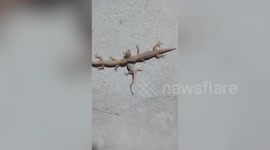 Freaky lizards stick their heads together ‘as if having threesome’