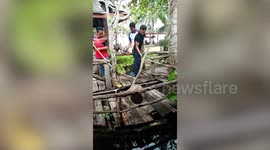 Huge 13-foot-long cobra caught after terrorising diners at outdoor restaurant in Thailand
