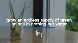 Regrow Green Onions in Nothing But Water This Spring!