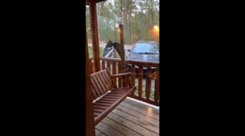 Momma and Cubs visiting