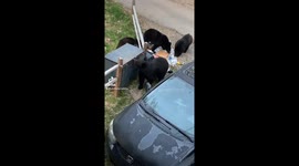 Momma bear and Cubs visting the cabin