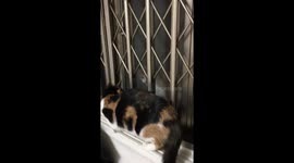 A house cat that met a street cat outside the house.