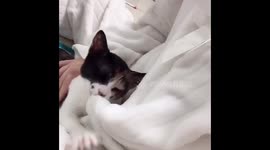 At home, the cat is doing 'kneading' to its guardian very cute.