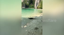 Godzilla-like monitor lizard calmly goes for a swim alongside tourists on Thai beach