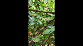 'DeepDream Hallucination - A Captivating Look at Fig Leaves'