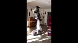 German dog Morty shows off incredible balancing tricks with owner
