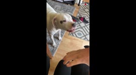 'Heartwarming Footage of a Loyal Puggy 'Protecting' his Owner'