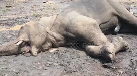 Three elephants killed when uprooted tree falls on them during storm in Thailand