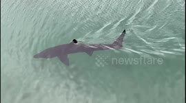 Basking shark caught swimming near paddleboarders in UK harbour