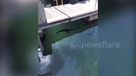 Shark believed to be a relative to the Great White spotted in British waters