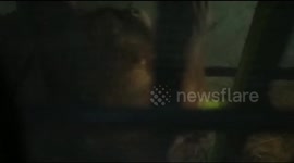 Two orangutans are undergoing quarantine before being released