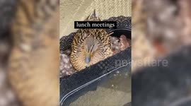 Shellshocked man discovered a duck had nested on his balcony and was brooding nine eggs.