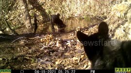 Black bear cub too scared to join mama in 'forest bath'