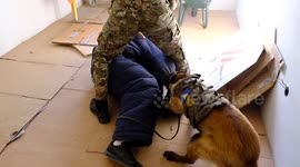 A professional, official dog in job training, attacks a robber with a gun as he shoots and pulls him out of the room. K9