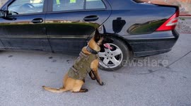 Trained dog finds weapon above the wheel of a car