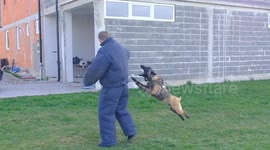 official professional dog k9 trained to attack a robber with a gun in his hand and defeat him.