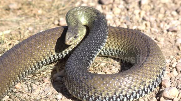 Scientist and filmmaker discover a monster-sized 5ft venomous snake in Spain