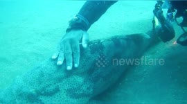 Fish remembers Indian diver from decade-old rescue and shares embrace