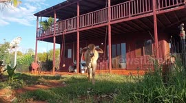 This orphaned calf was taken in by a dog lover - and now he thinks he's one of the pack