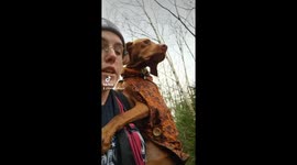 Clingy Vizsla likes to be carried by dog walker on hikes